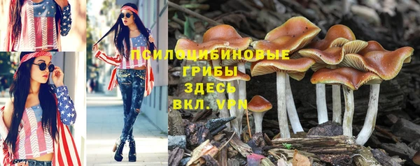 прущие грибы Аркадак